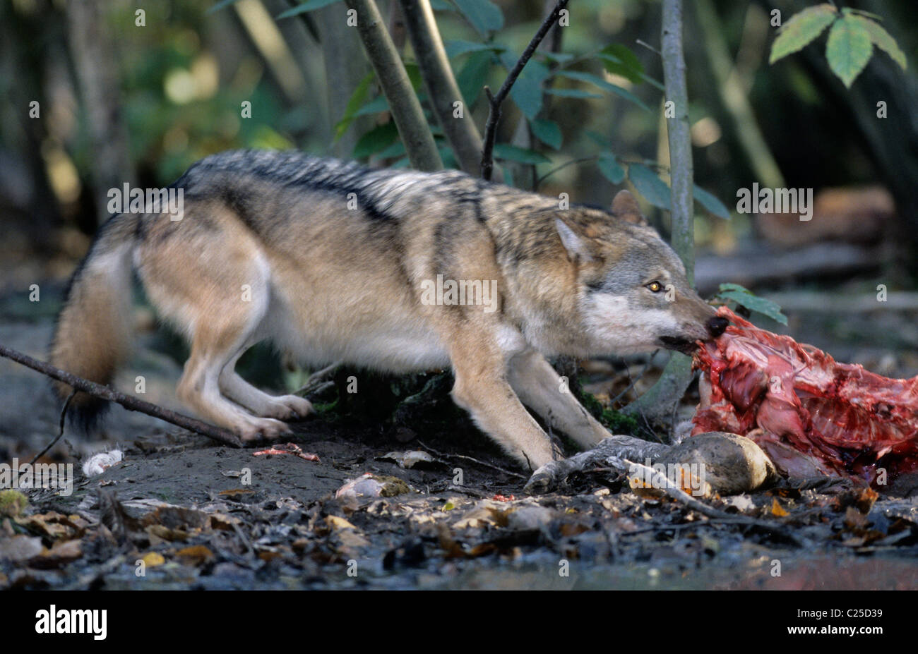 Loup européen (Canis lupus), captif à Wildwood Trust, Kent, Royaume-Uni Banque D'Images