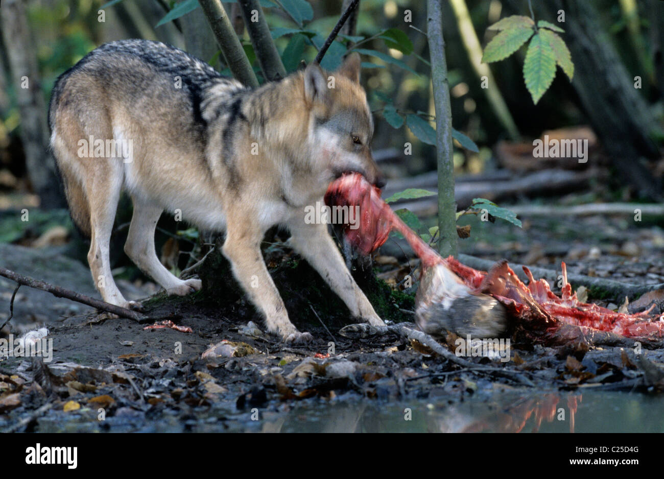 Loup européen (Canis lupus), captif à Wildwood Trust, Kent, Royaume-Uni Banque D'Images