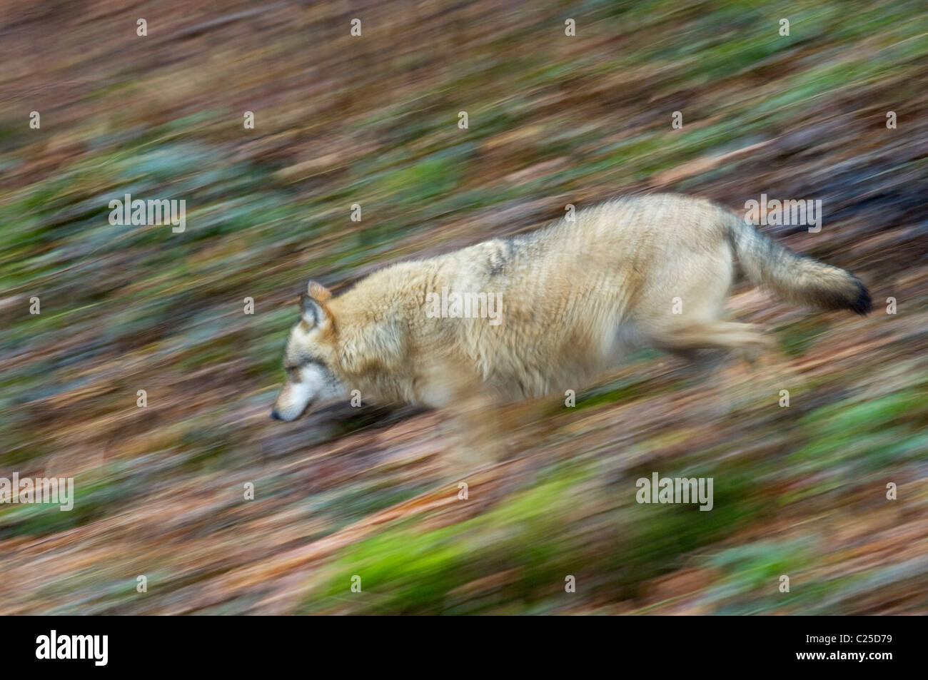 European wolf (Canis lupus), Parc national de Bavière, Allemagne Banque D'Images