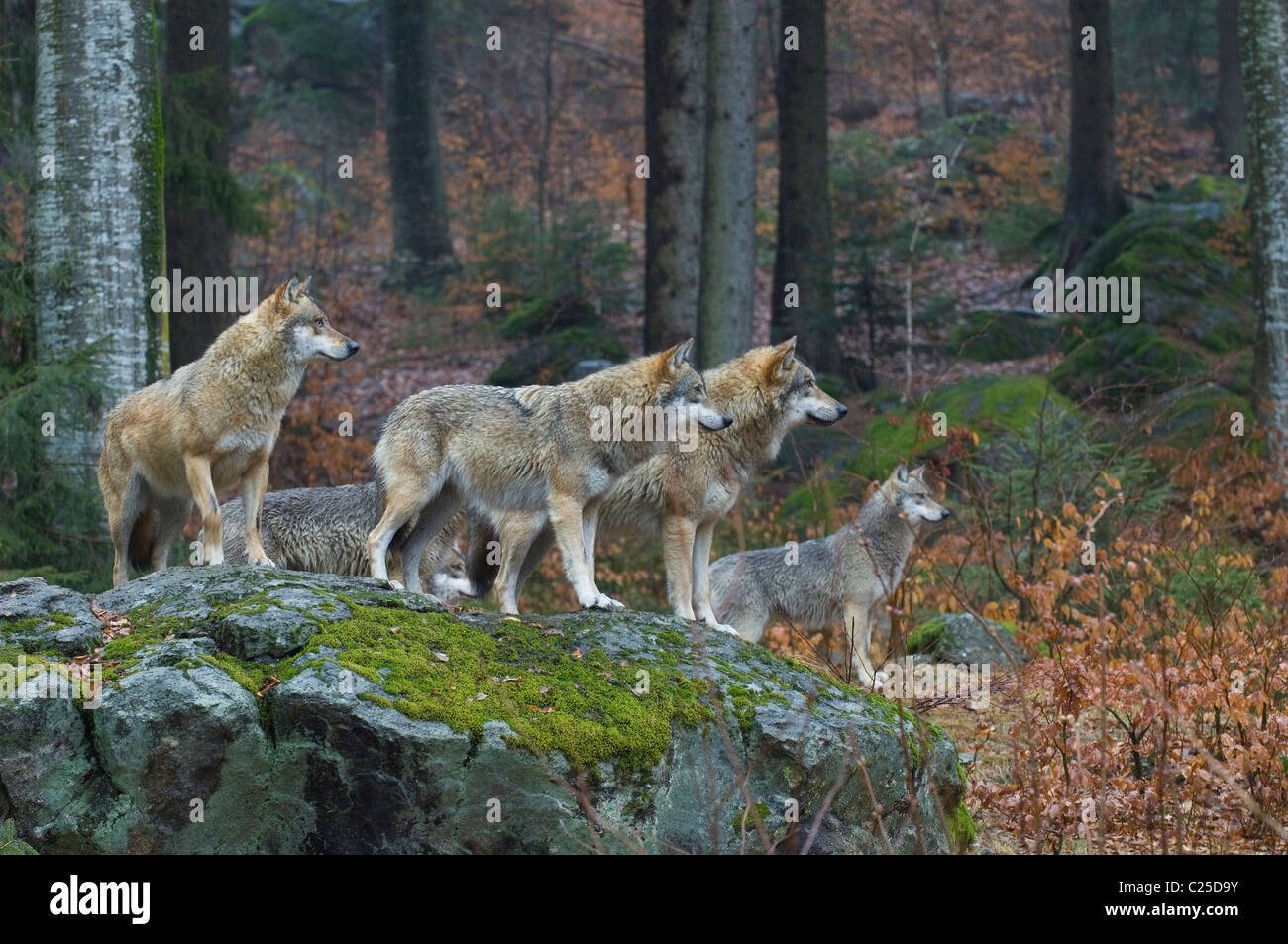 European wolf (Canis lupus), Parc national de Bavière, Allemagne Banque D'Images