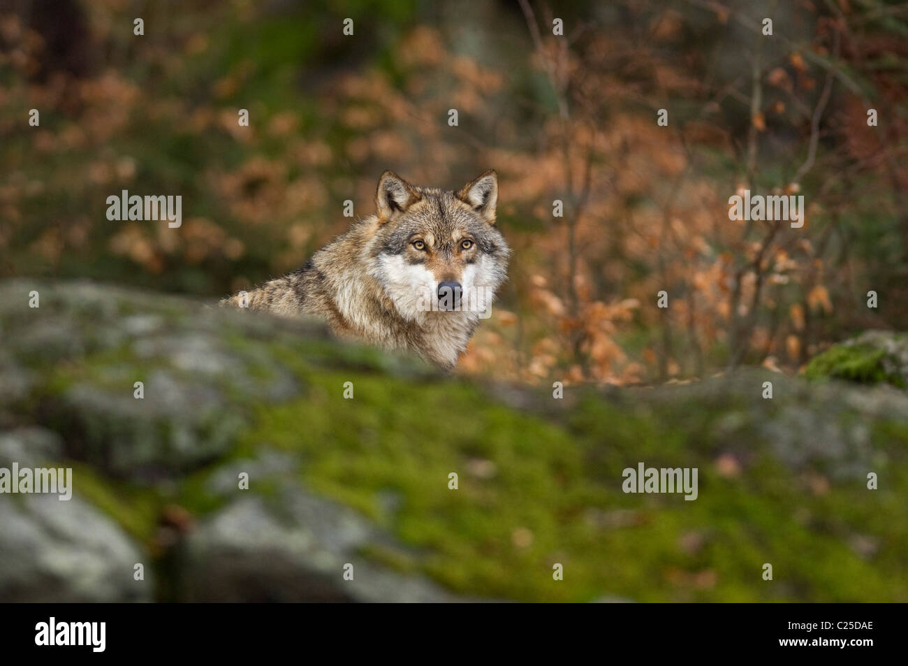 European wolf (Canis lupus), Parc national de Bavière, Allemagne Banque D'Images