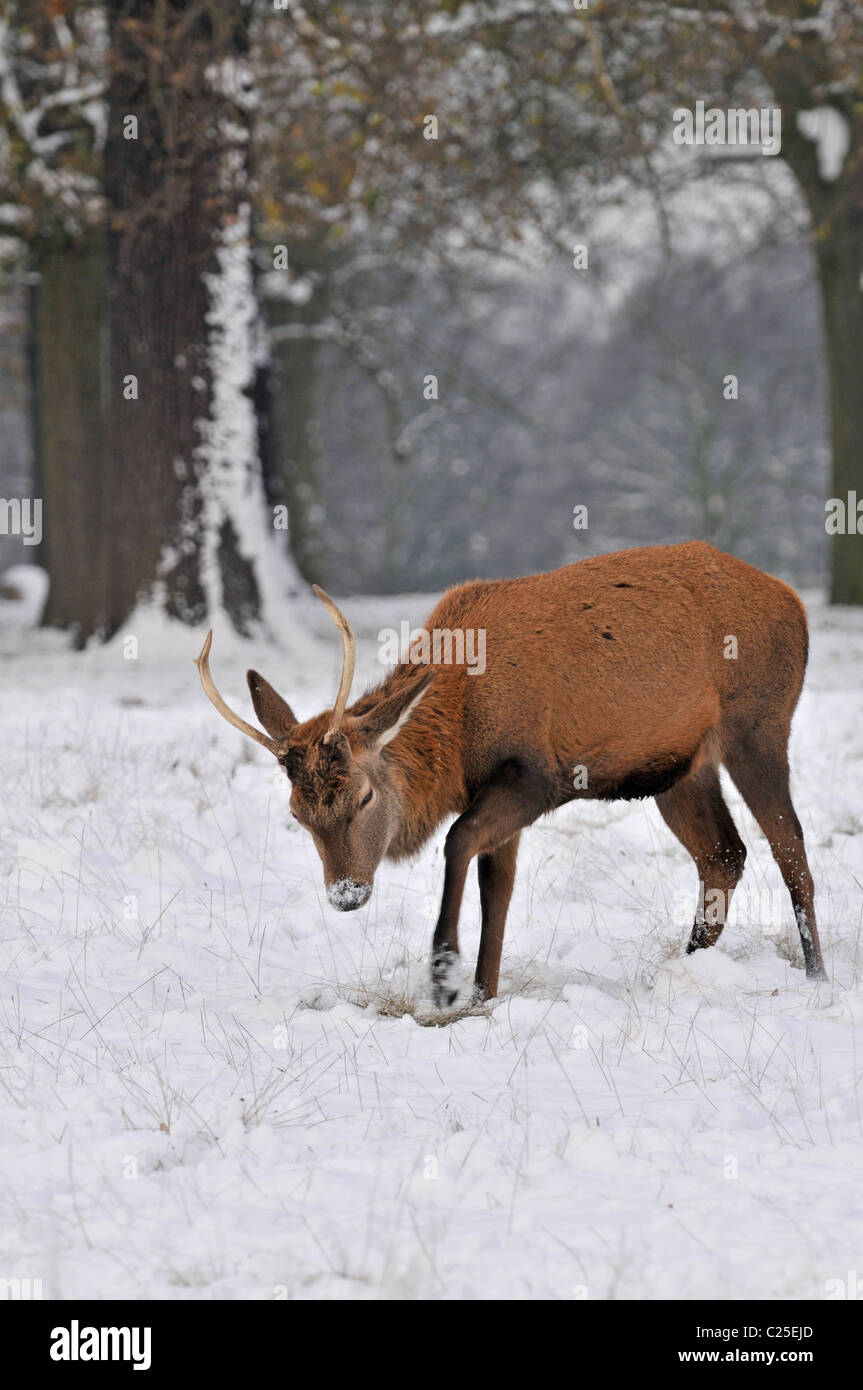 Red Deer : Cervus elaphus. Les jeunes stag en neige de l'hiver, la neige de patte pour trouver de la nourriture. Richmond Park, Surrey, England, UK Banque D'Images