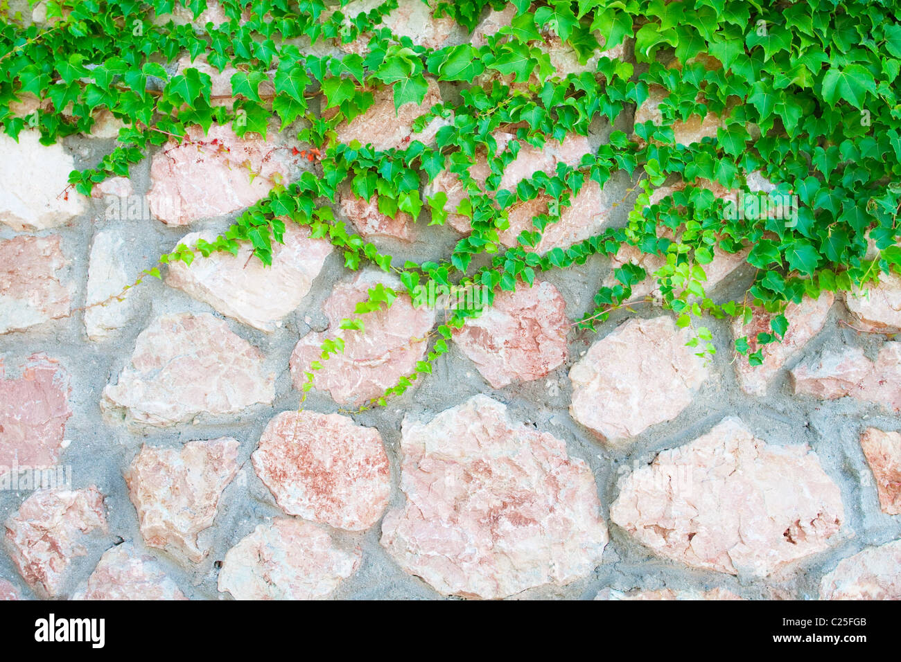 Mur en pierre et de plantes vertes Banque D'Images