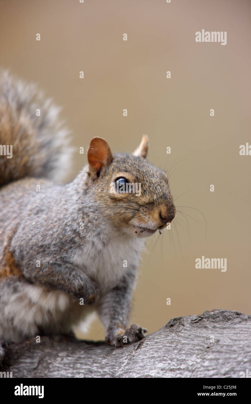 L'Écureuil gris (Sciurus carolinensis) Banque D'Images