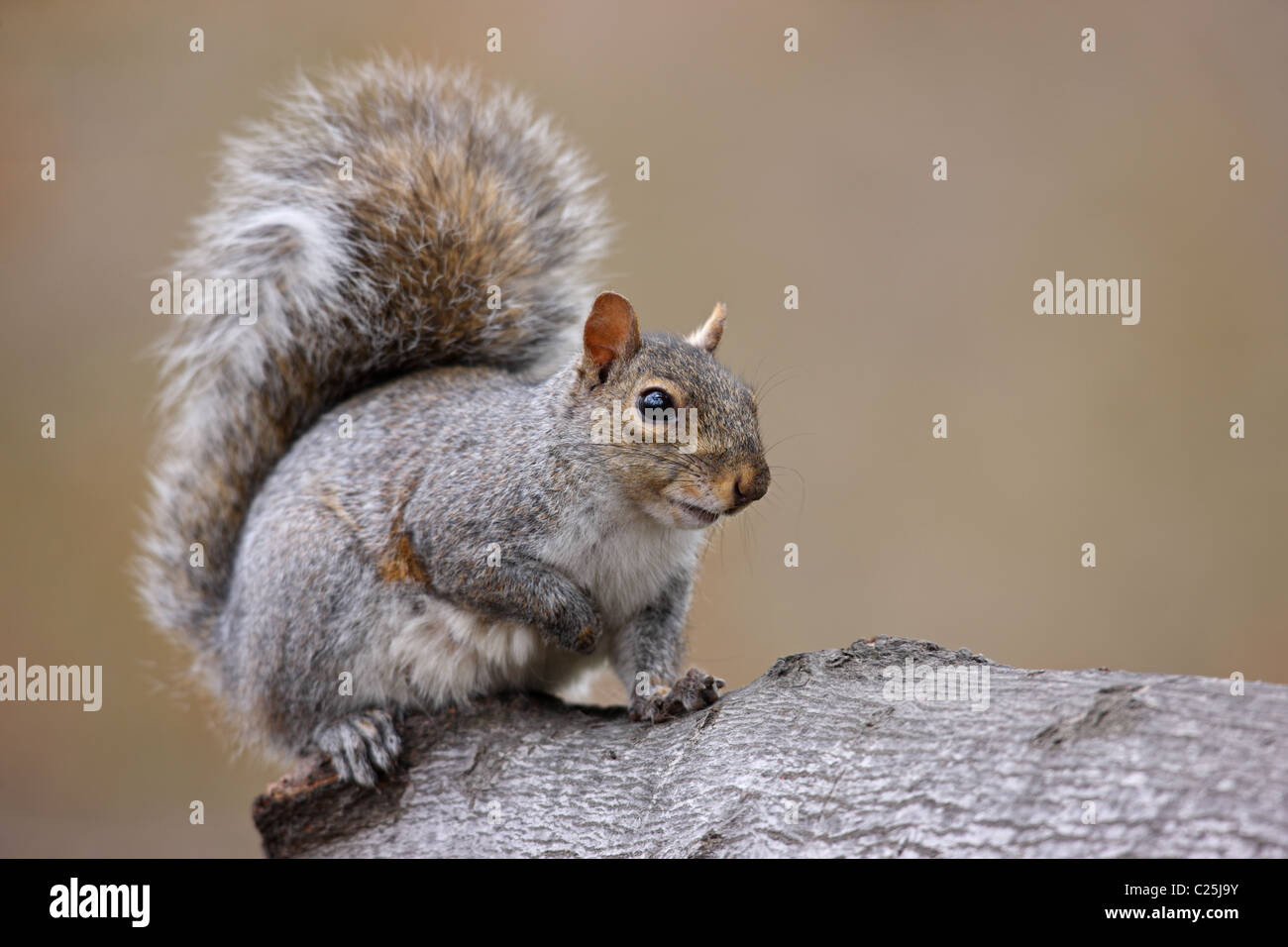 L'Écureuil gris (Sciurus carolinensis) Banque D'Images