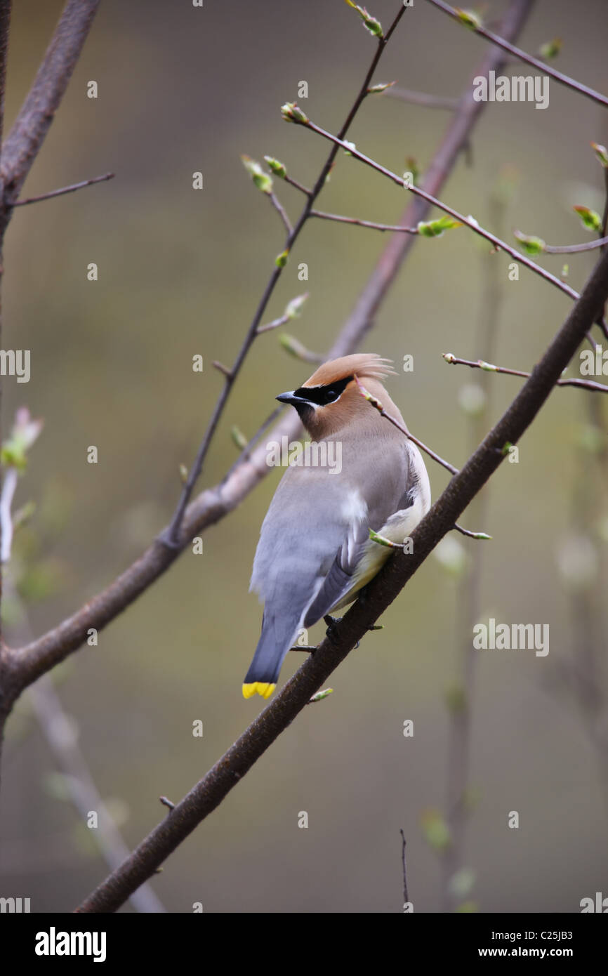 Jaseur d'Amérique (Bombycilla cedorum) sur une branche. Banque D'Images