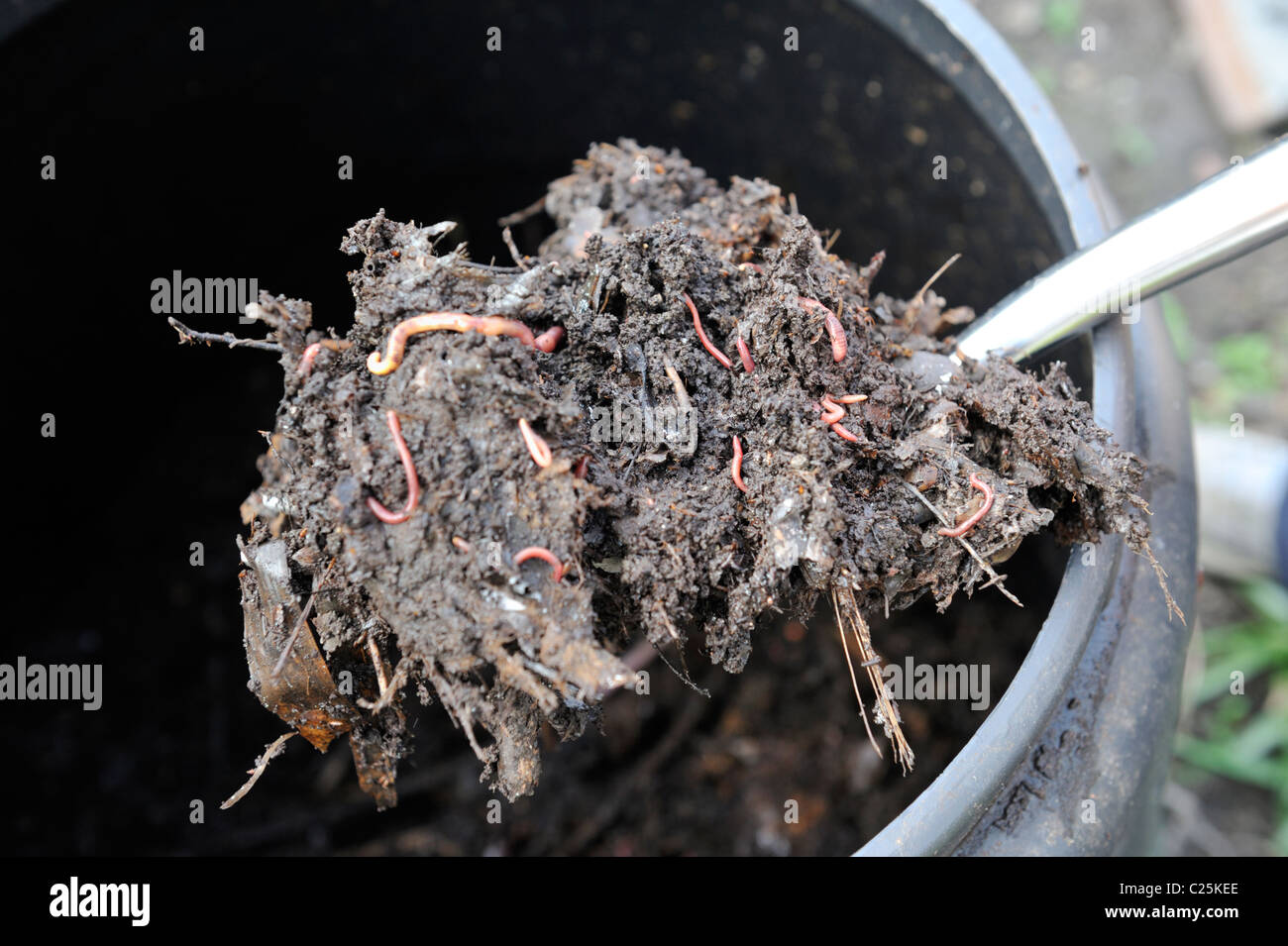 Produits frais bio compost avec des vers de terre de fourchue haut bac à compost noir ouvert Banque D'Images