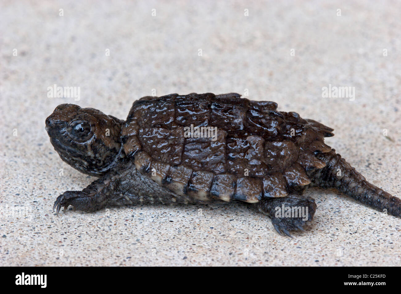 La chélydre serpentine bébé reptile tortue animal shell Banque D'Images