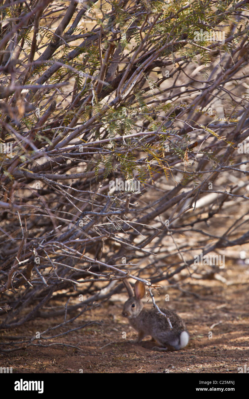 Un désert Sylvilagus audubonii (lapin) à la Sonny Bono Salton Sea National Wildlife Refuge, CA. Banque D'Images