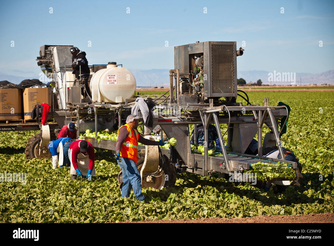 Les travailleurs de l'agriculture mexicaine de la laitue Iceberg de la récolte dans la Vallée impériale Niland, CA. Banque D'Images
