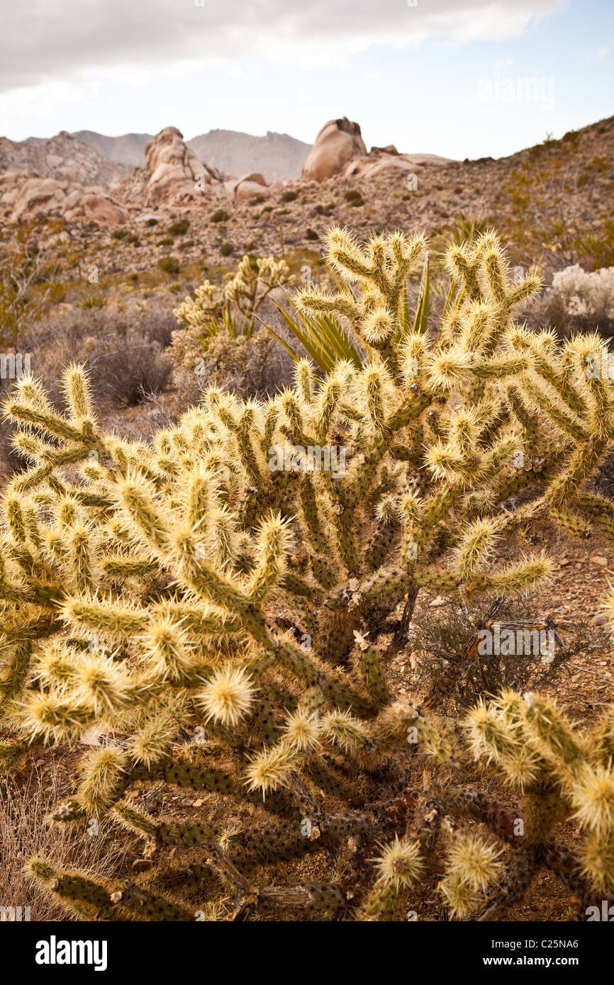 Teddy Bear Cholla (Opuntia bigelovii) dans le désert de Mojave, Kelso, CA. Banque D'Images