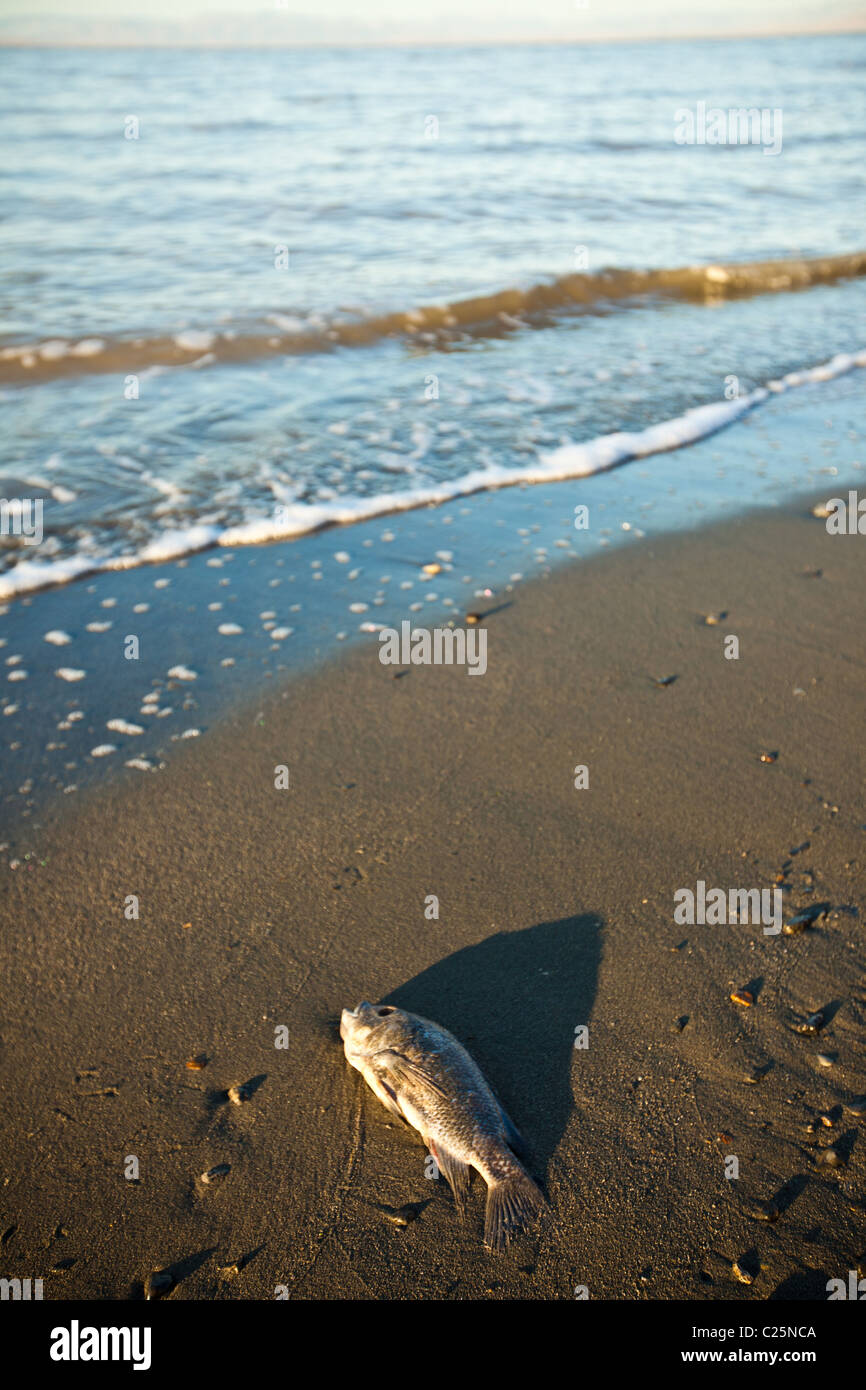 Talipia morts côte de la mer de Salton au lever du soleil Imperial Valley, CA. Banque D'Images