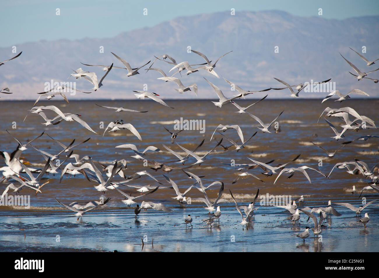 La migration des oiseaux à la Sono Bono National Wildlife préserver sur le lac Salton, California Banque D'Images