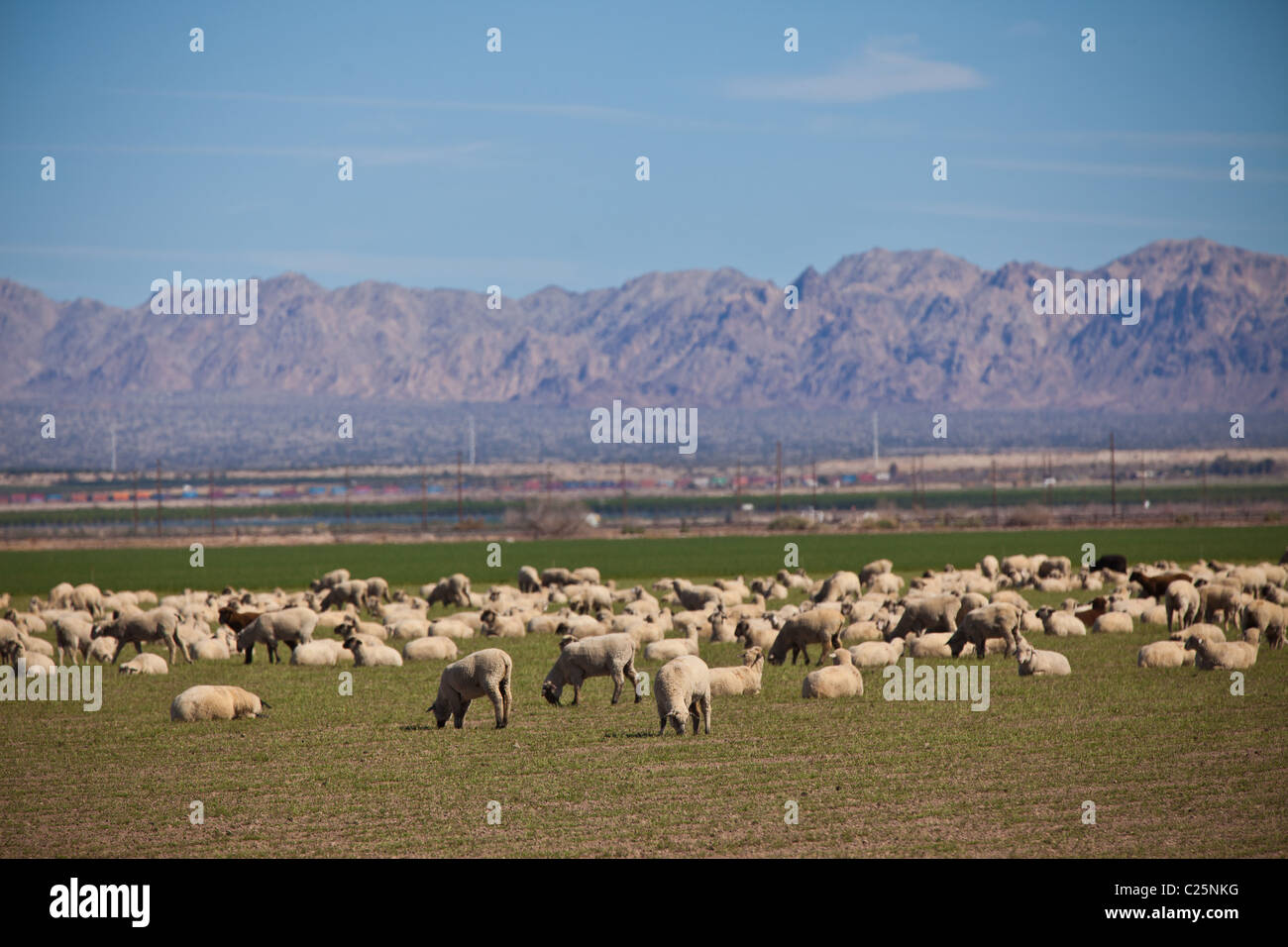 Les moutons paissent dans la Vallée impériale Niland, CA. Banque D'Images