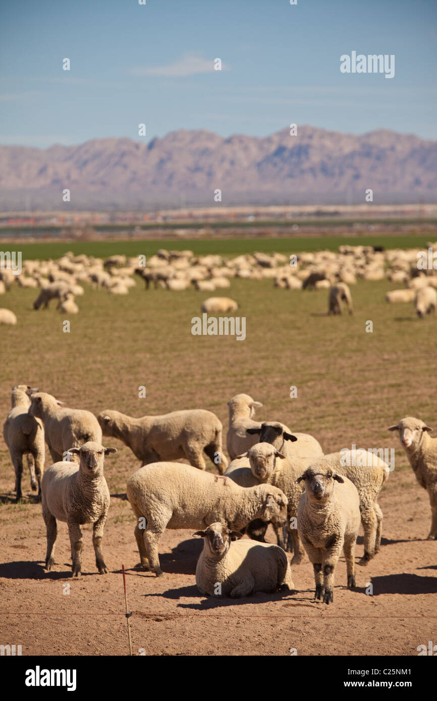 Les moutons paissent dans la Vallée impériale Niland, CA. Banque D'Images