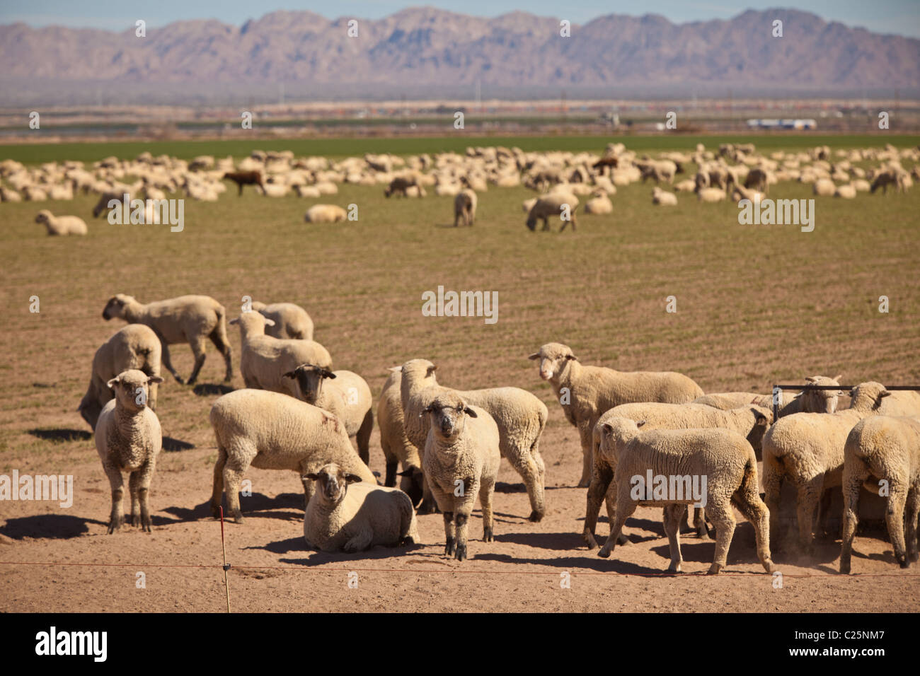 Les moutons paissent dans la Vallée impériale Niland, CA. Banque D'Images