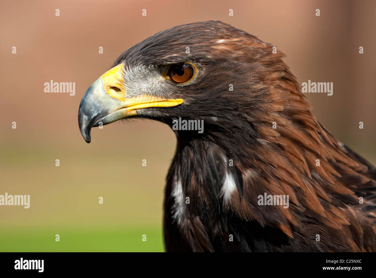L'Aigle royal (Aquila chrysaetos) Banque D'Images