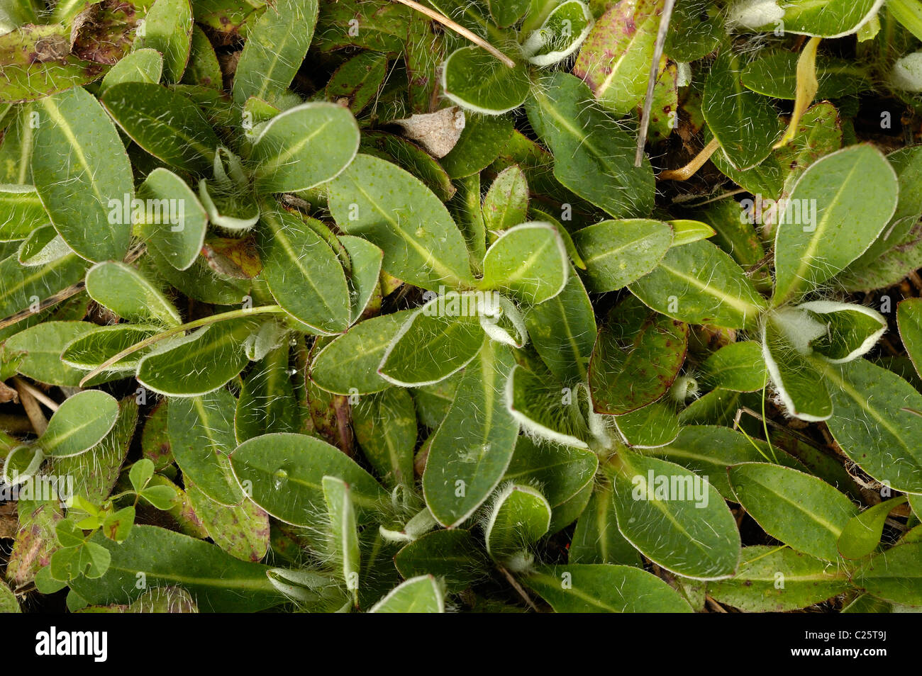 Oreille de souris, épervière (Hieracium pilosella) Banque D'Images