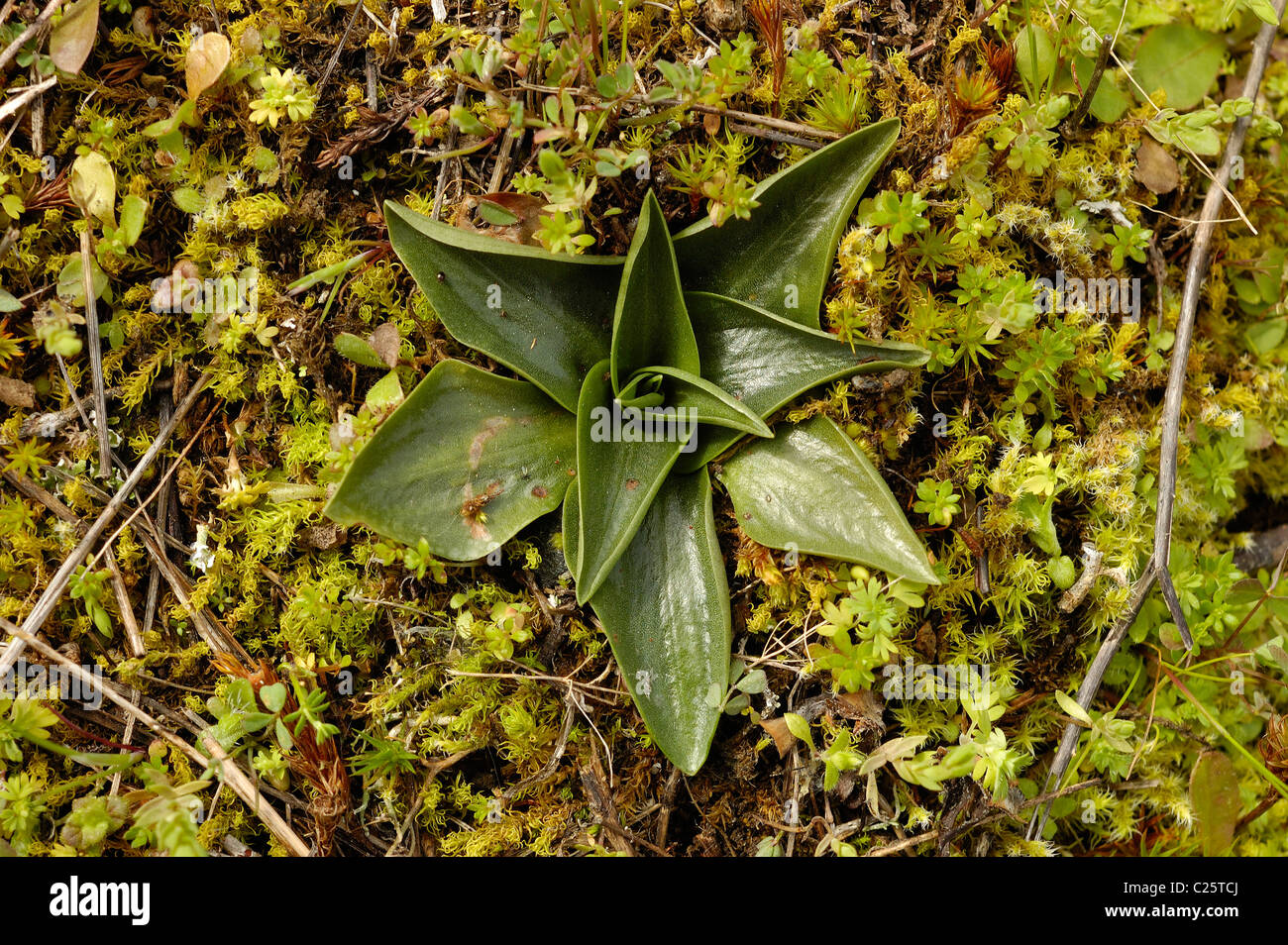 La spiranthe d'automne Lady's Orchid (Spiranthes spiralis) Banque D'Images