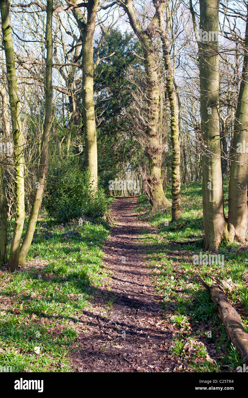 Shaw Wood, South Wingfield, Derbyshire, Angleterre Banque D'Images