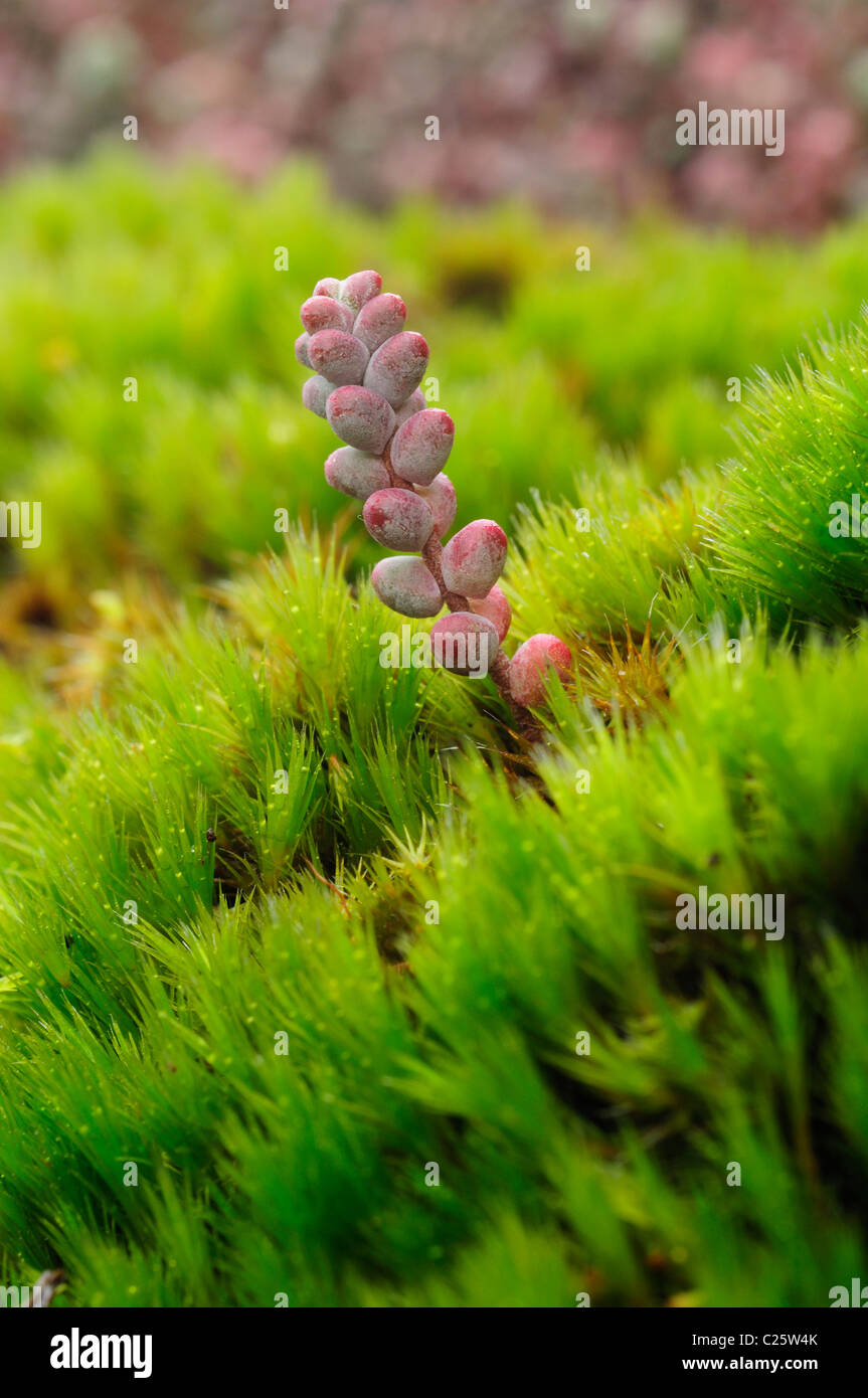 Orpin (Sedum brevifolium) Banque D'Images