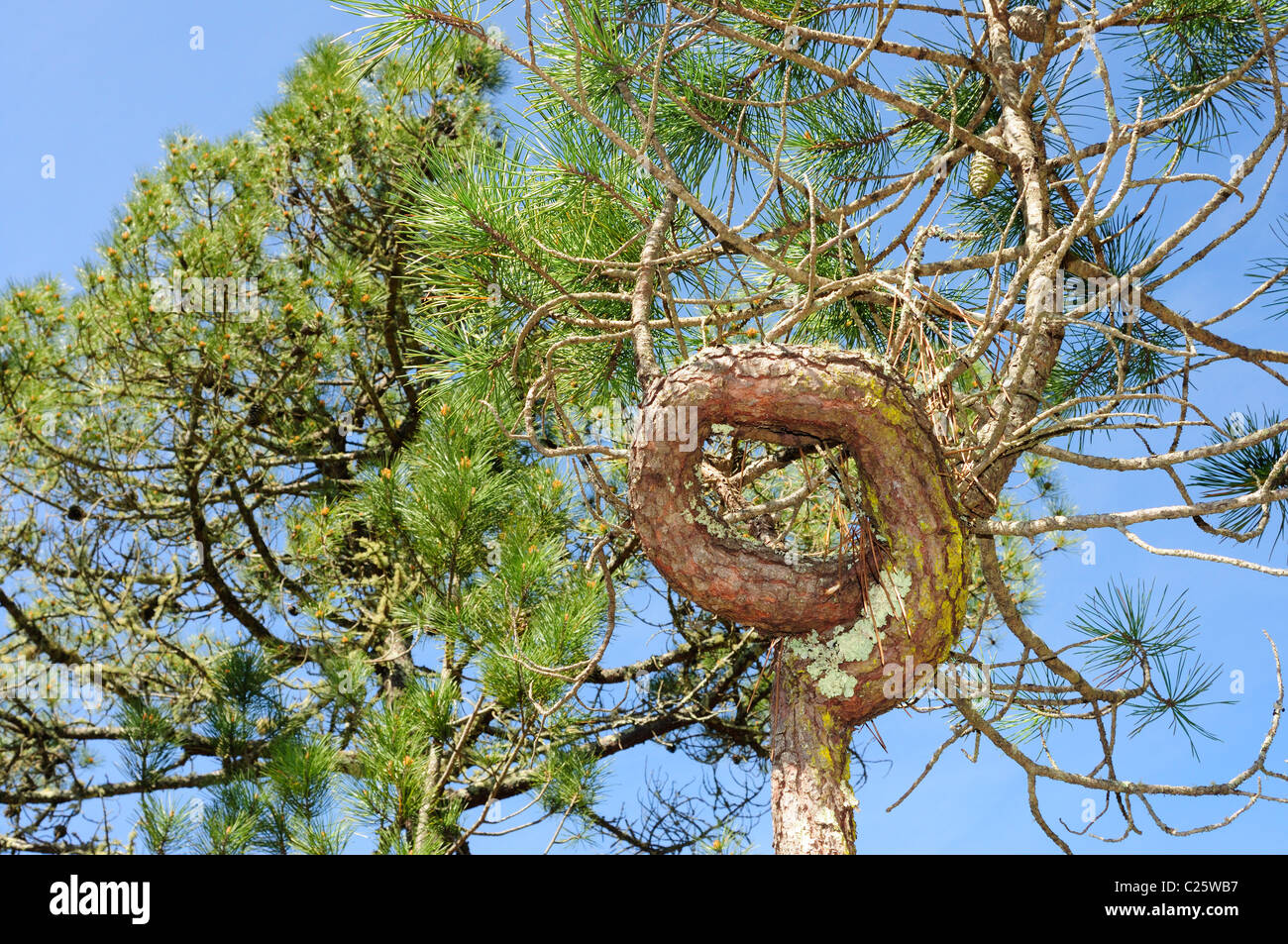 Tronc noueux pin maritime (Pinus pinaster) Banque D'Images