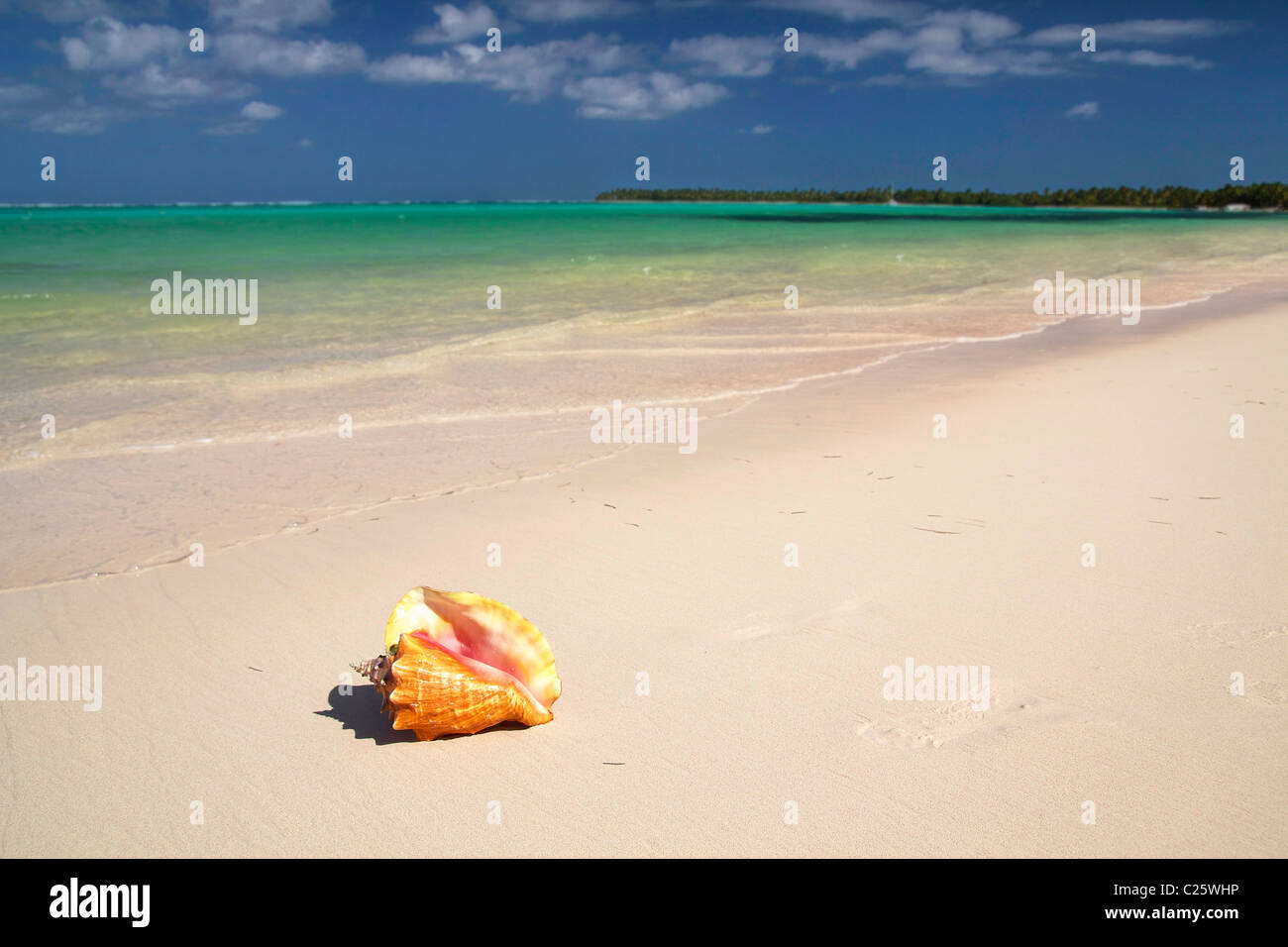 Coquillage sur la mer des Caraïbes, closeup on beach Banque D'Images
