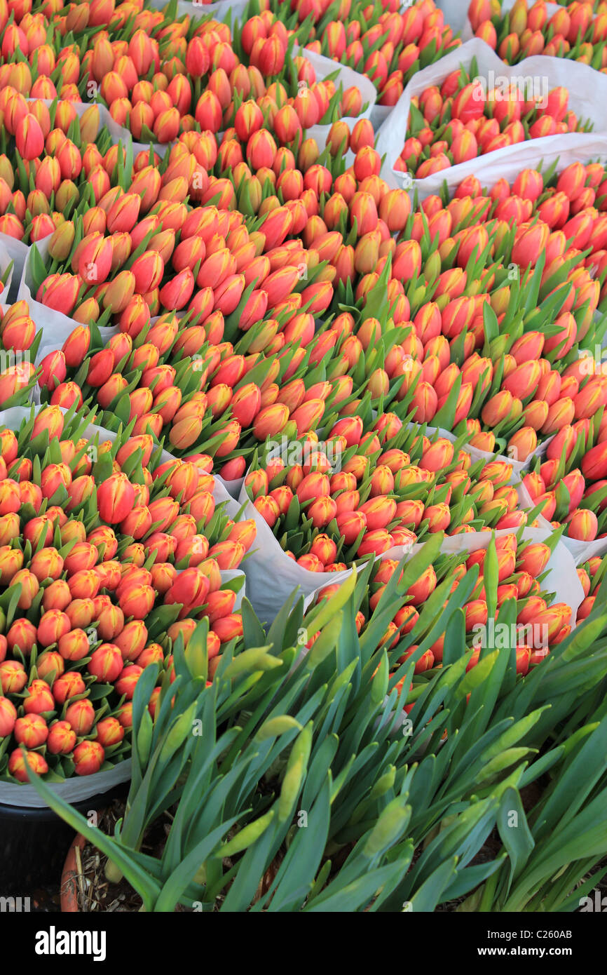 Bouquet de tulipes en vente dans les rues, Copenhague. Symboles tulipes amour parfait, durable entre les partenaires ou les membres de la famille ou unying passion amour Banque D'Images