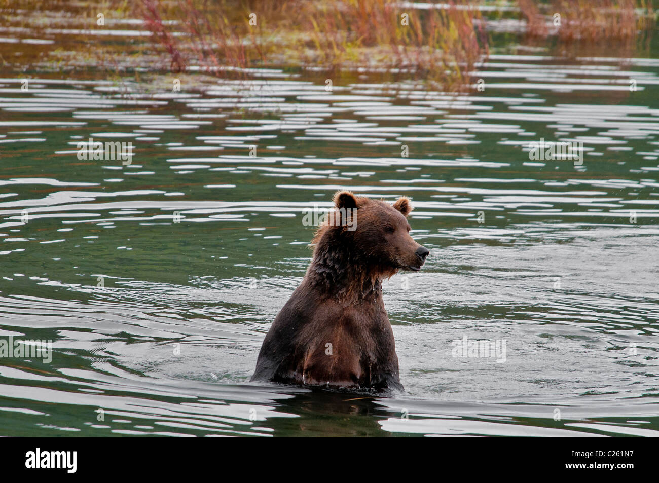 Ours brun, Ursus arctos horriblis, Brooks River, Katmai National Park, Alaska, USA Banque D'Images