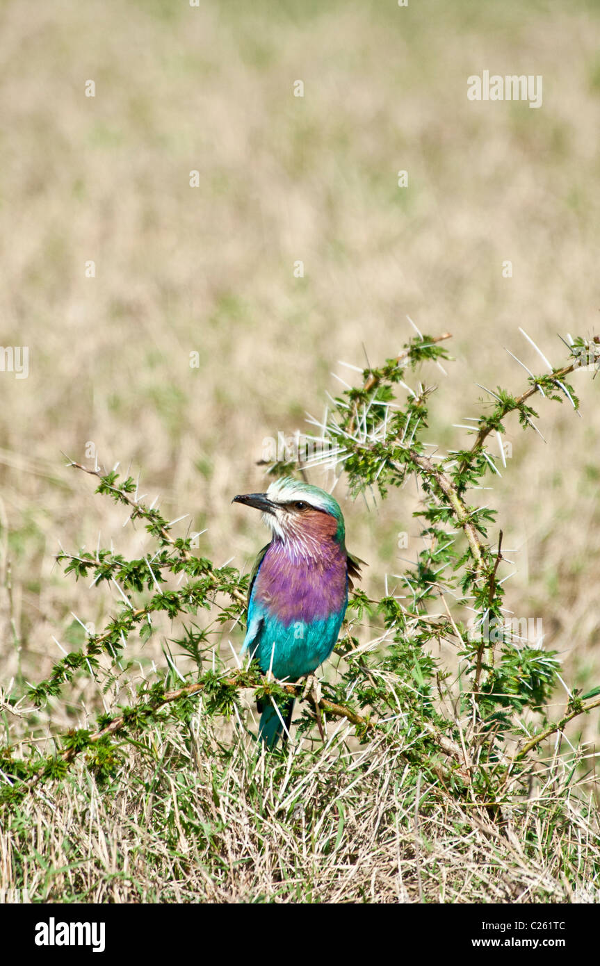 Lilac-Breasted Corcias, Rouleau caudata, Masai Mara National Reserve, Kenya, Africa Banque D'Images