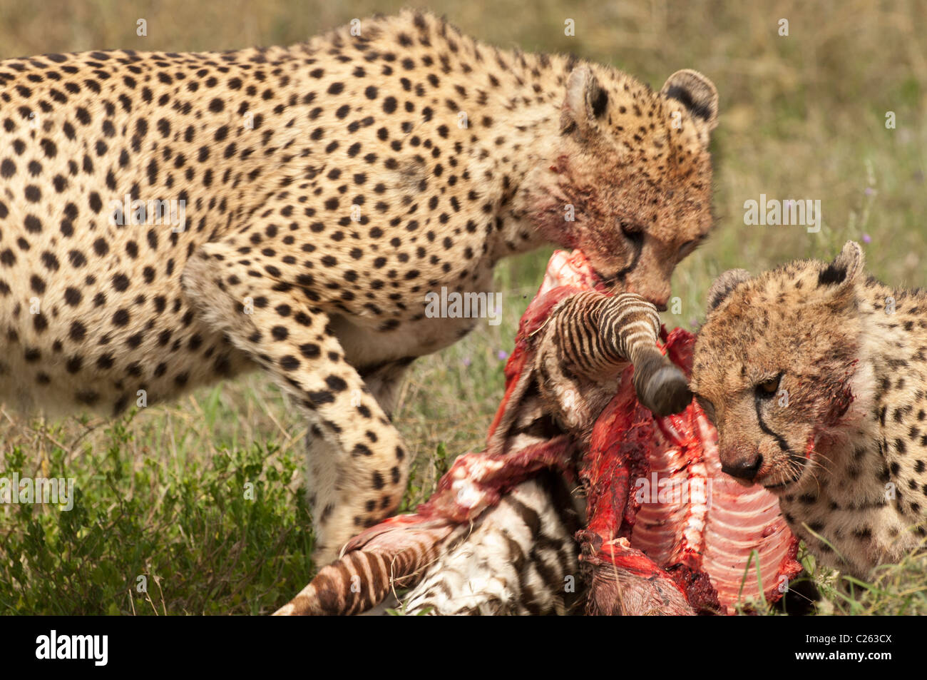 Stock photo de deux guépards manger un veau zebra. Banque D'Images