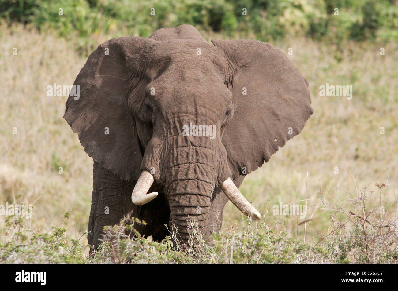 Stock photo head-sur l'image d'un éléphant mâle Ngorongoro derrière un arbuste. Banque D'Images