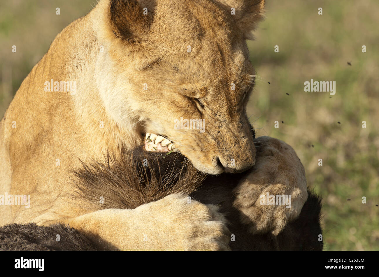 Stock photo d'un lion tuant un des gnous par suffocation. Banque D'Images
