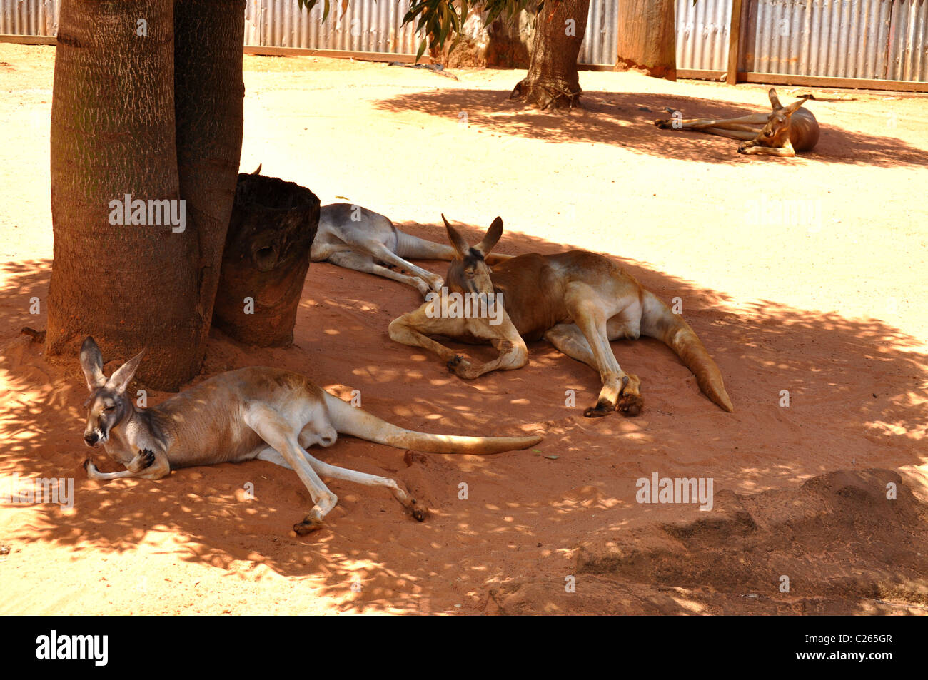 Big Red kangourous se reposent à l'ombre d'un arbre. Banque D'Images