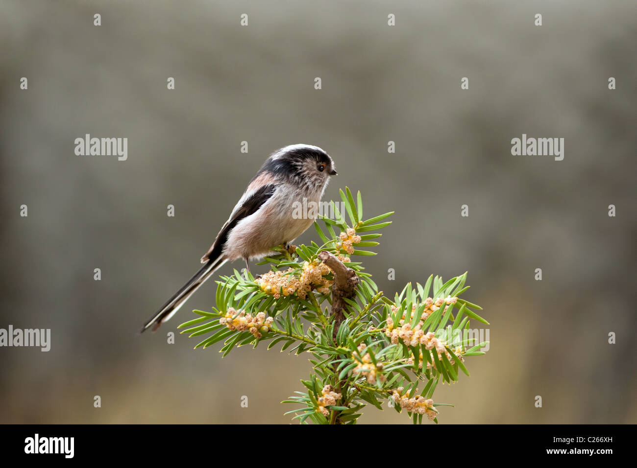 - Aegithalos caudatus Mésange Long-Tailed Banque D'Images