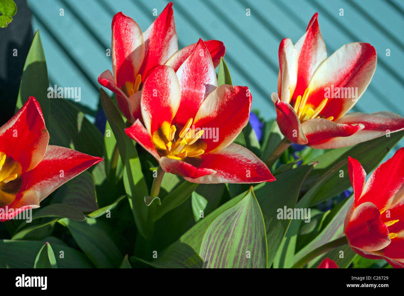 Pinnochio tulipes Banque D'Images