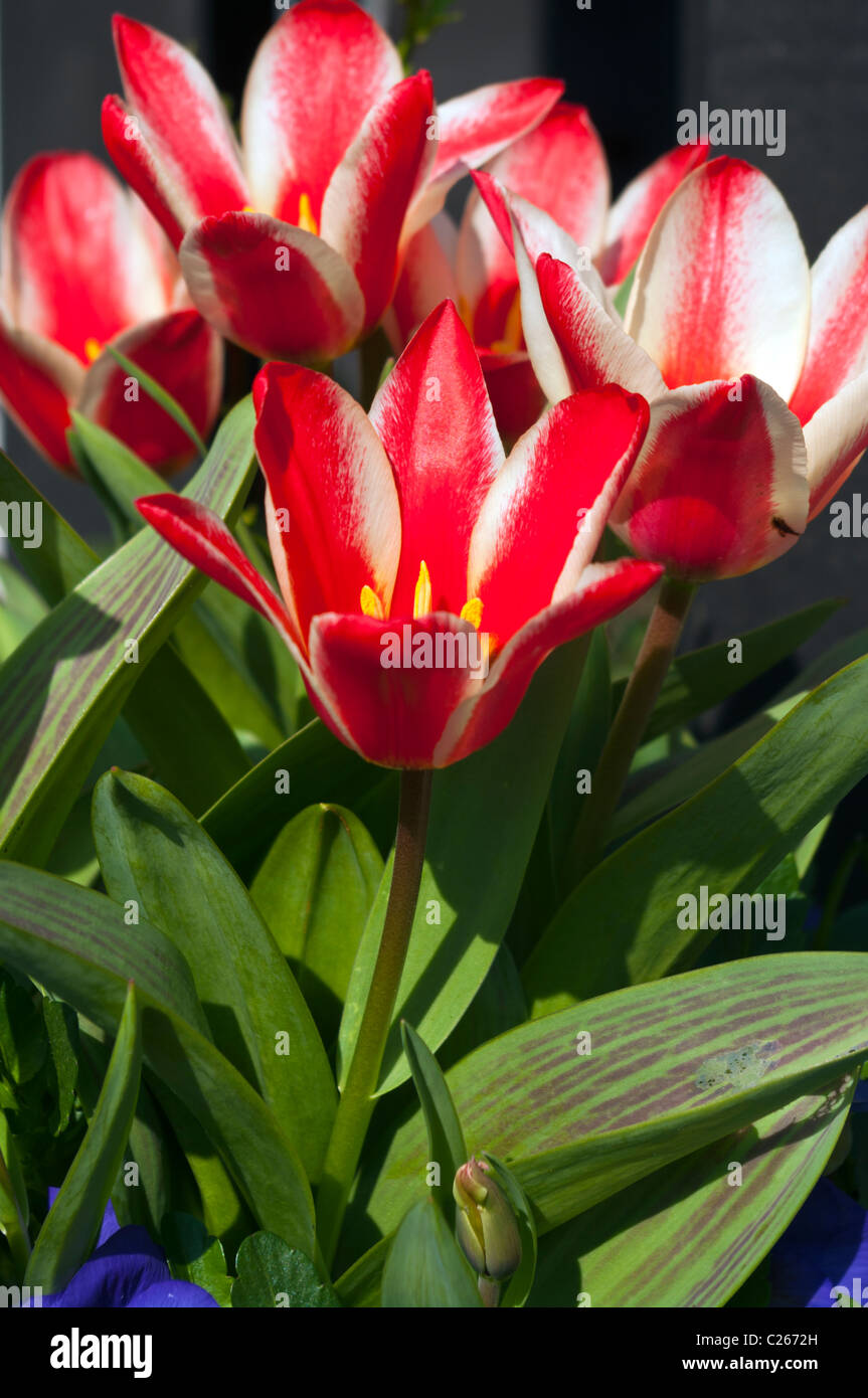 Pinnochio tulipes Banque D'Images
