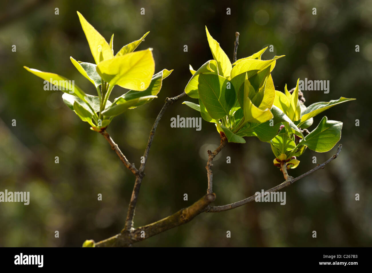 Syringa vulgaris (lilas commun lilas ou) Banque D'Images