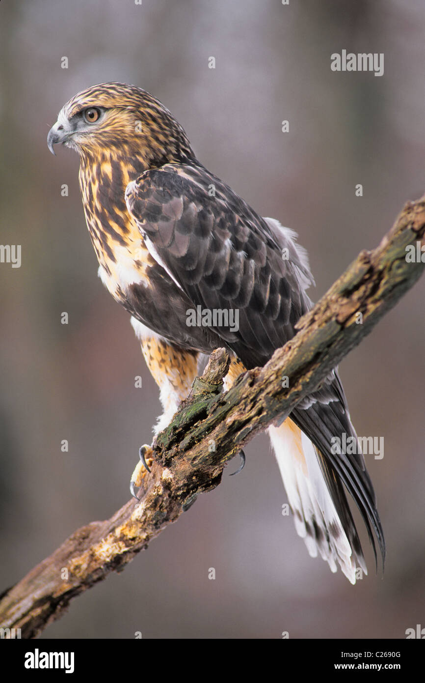 La Buse pattue ou Buse pattue Buteo lagopus perché sur membre de l'arbre d'Amérique du Nord Banque D'Images