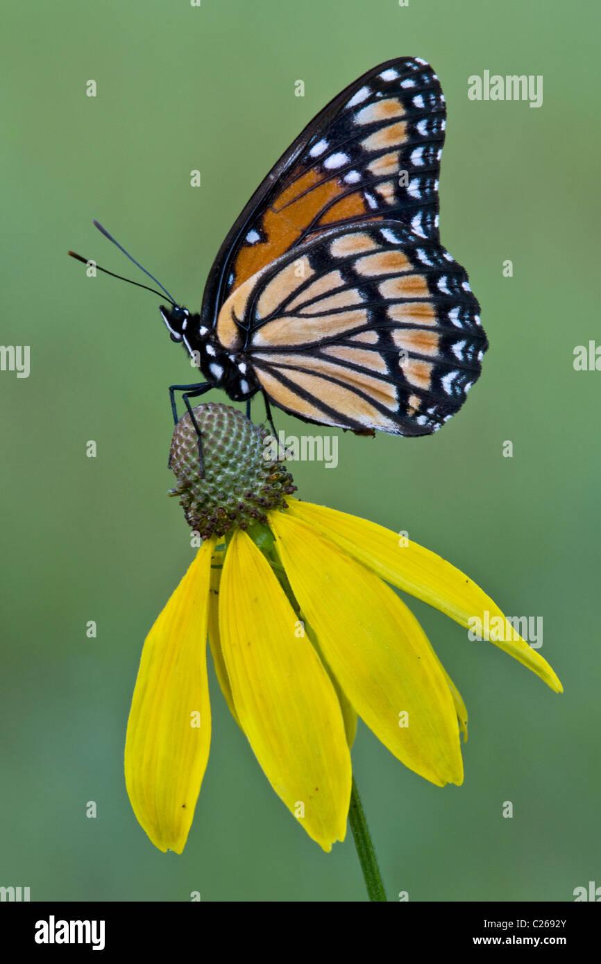 Papillon de Viceroy (Limenitis archippus) se nourrissant sur des fleurs de Coneflower à tête grise (Ratibida pinnata), E USA, par Skip Moody/Dembinsky photo Assoc Banque D'Images