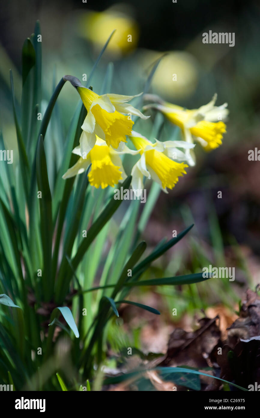 Les jonquilles sauvages Narcissus pseudonarcissus pris dans un bois à Edford UK Somerset Banque D'Images