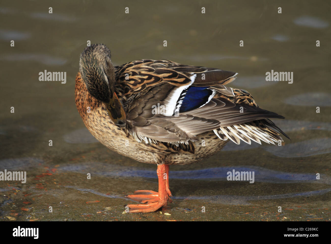 Un Canard colvert mâle au lissage (Latin : Anas platyrhynchos). Banque D'Images
