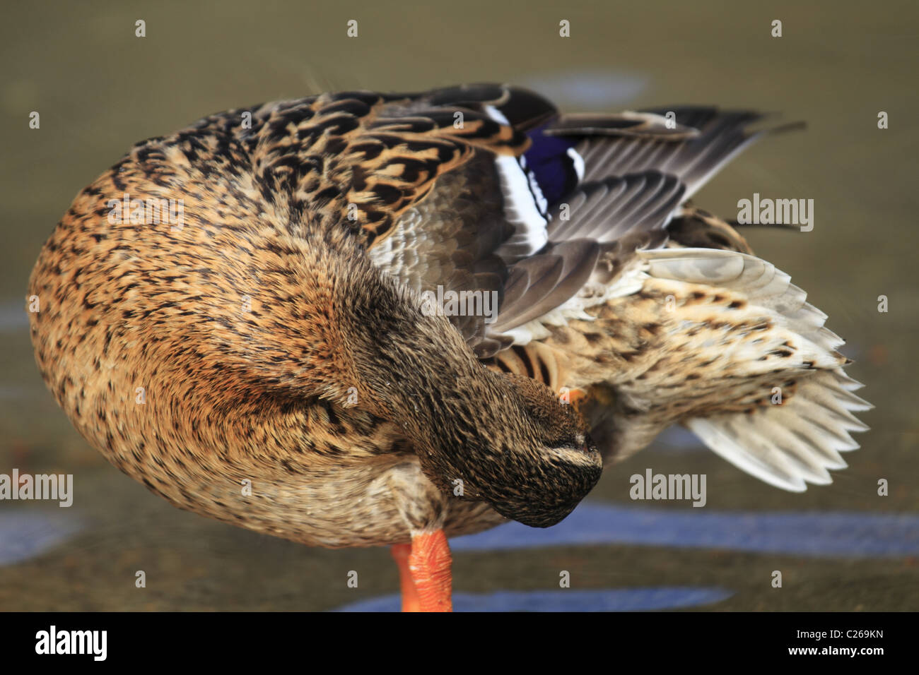 Un Canard colvert mâle au lissage (Latin : Anas platyrhynchos). Banque D'Images