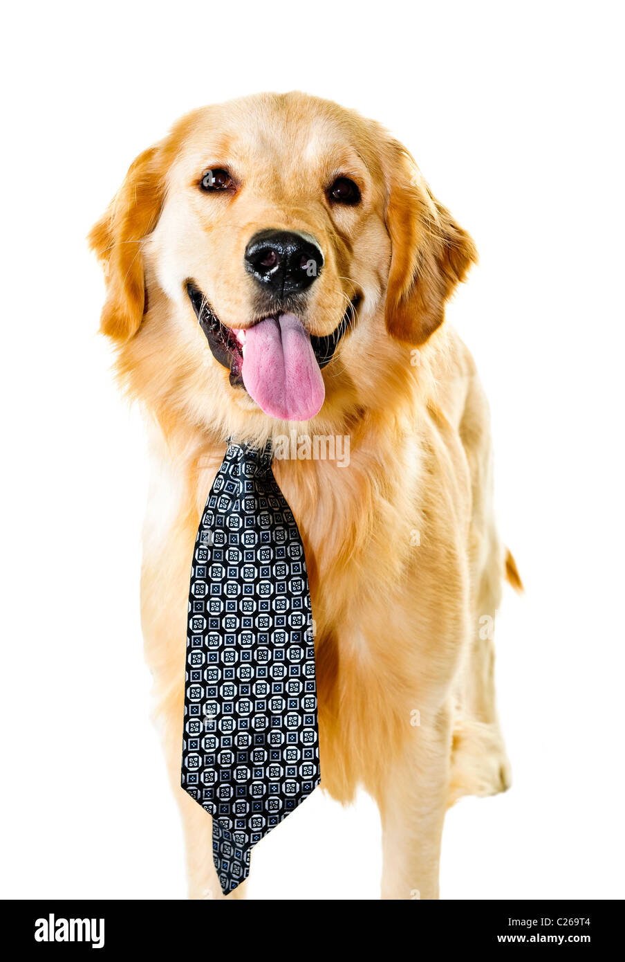Funny golden retriever dog wearing tie isole sur fond blanc Photo Stock Alamy