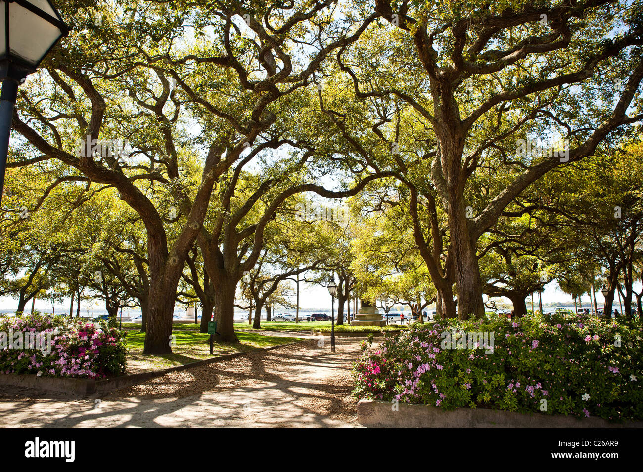 Point blanc jardins le long de la batterie à Charleston, SC. Banque D'Images