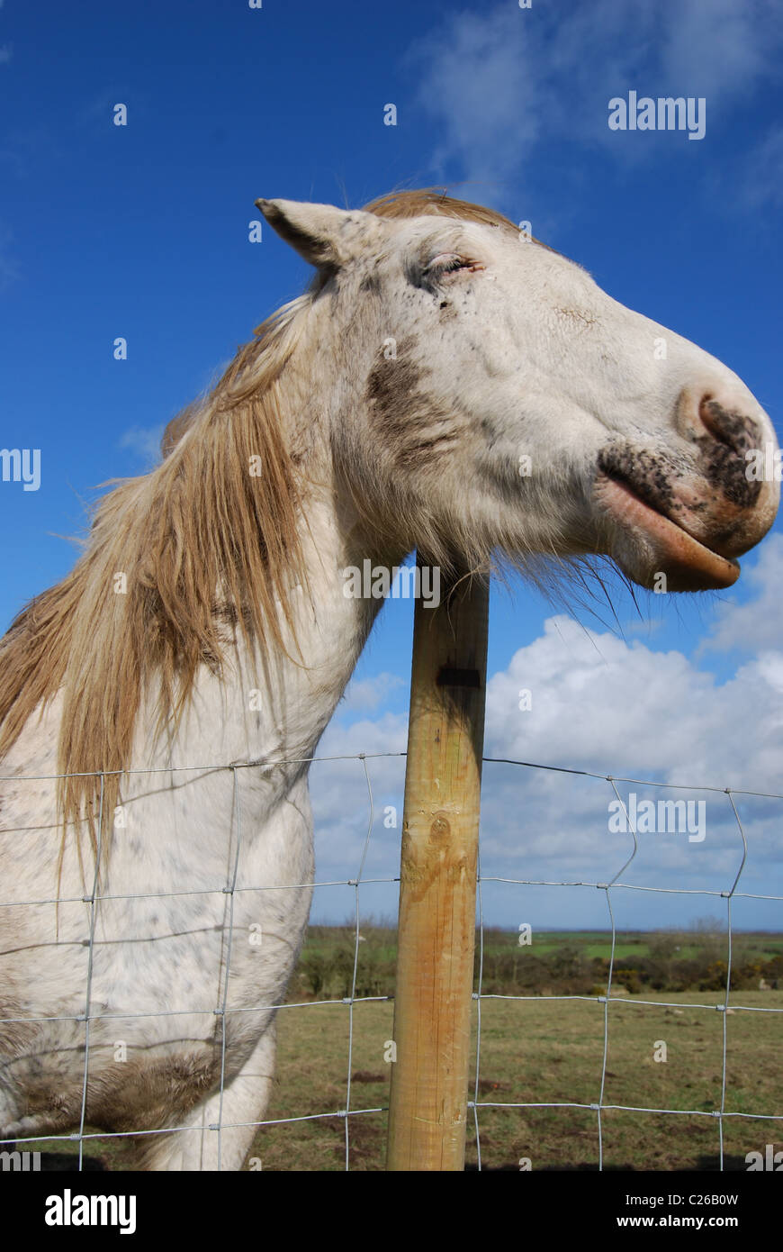 Happy Horse rayures sur un post Banque D'Images