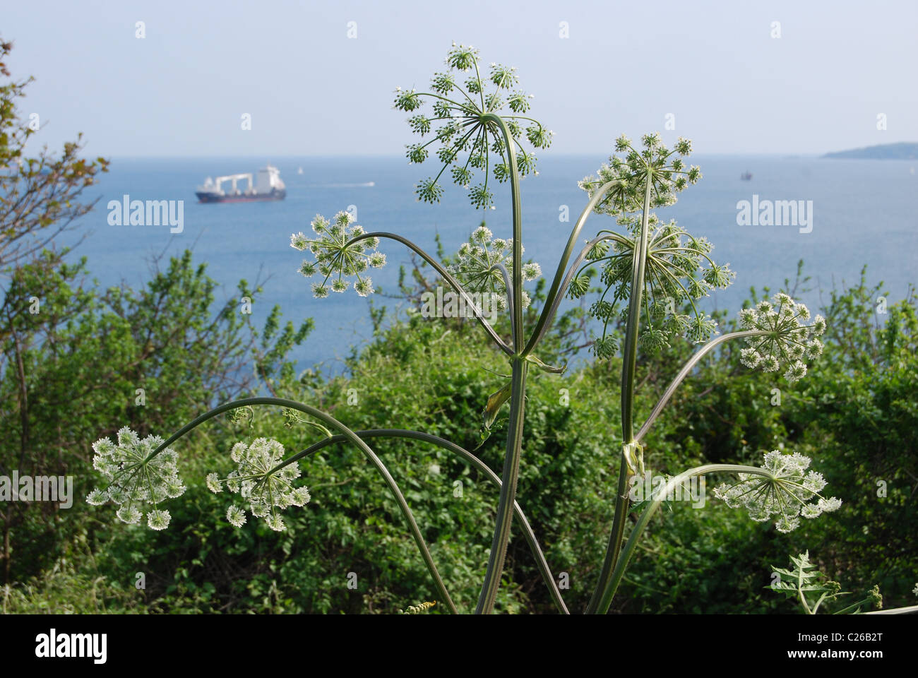 Fleurs sauvages sur la côte sud des Cornouailles) Banque D'Images