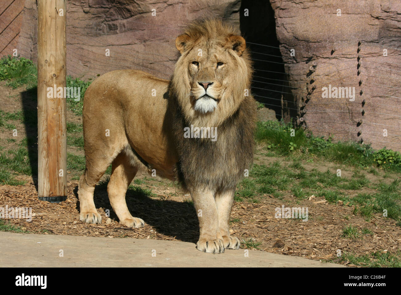 Un homme lion debout dans son enclos au zoo Banque D'Images