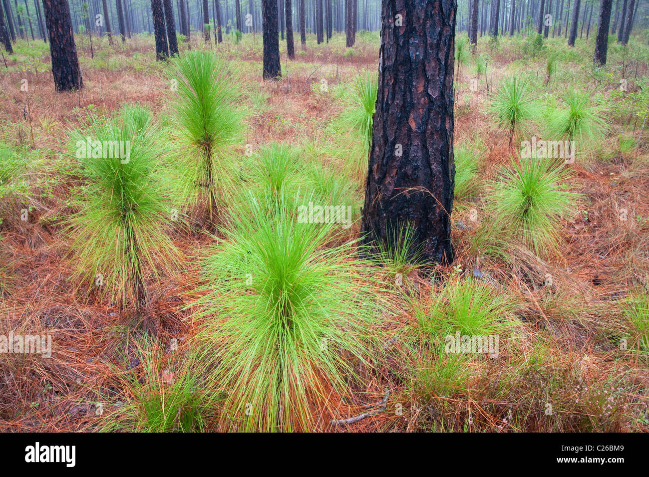 Pin des marais (Pinus palustris), la savane Croatan National Forest, North Carolina Banque D'Images