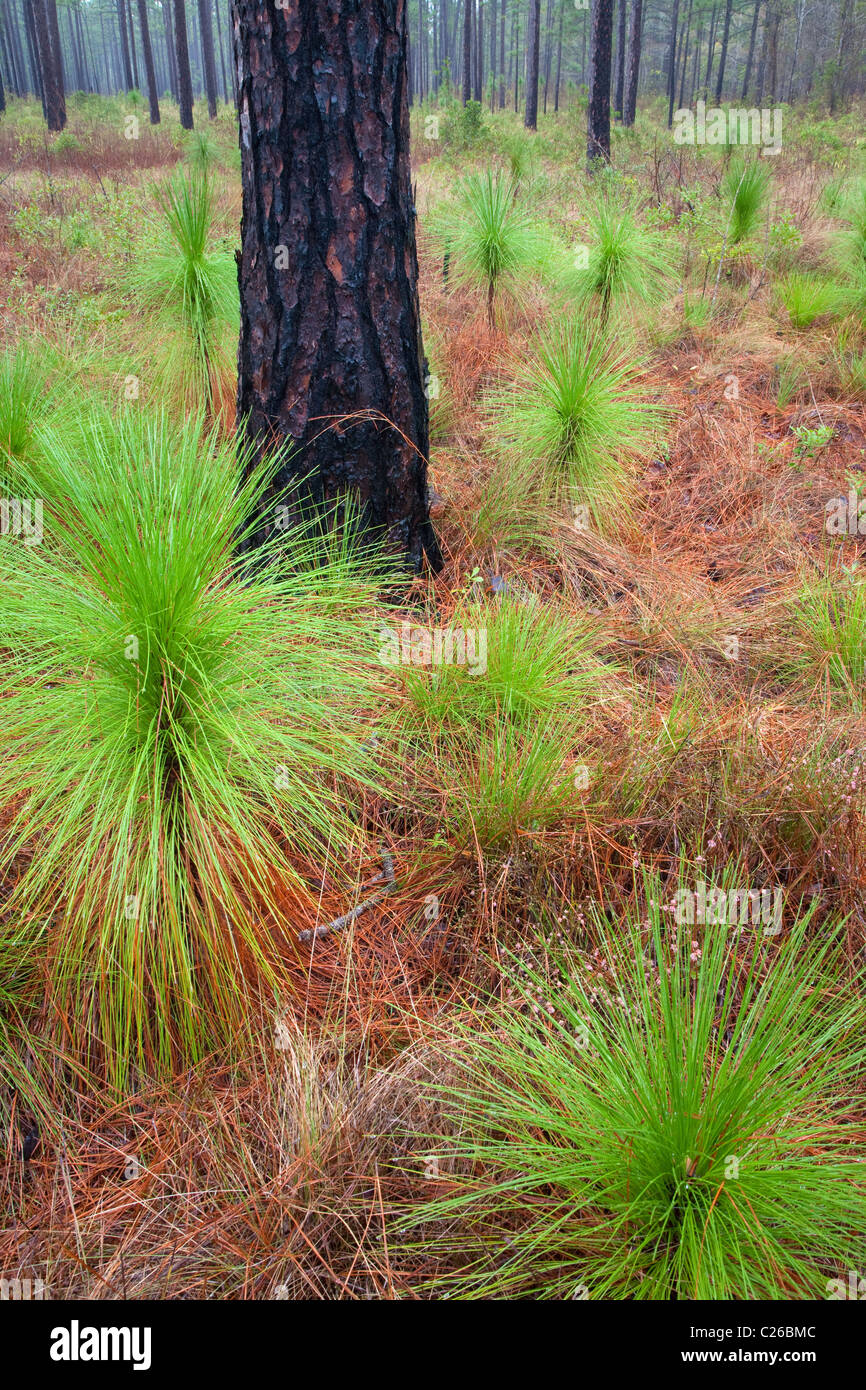 Pin des marais (Pinus palustris), la savane Croatan National Forest, North Carolina Banque D'Images